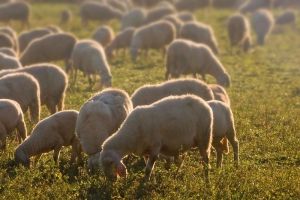 Άγραφα: Ξεκινά πιλοτικό πρόγραμμα με τοποθέτηση περιλαιμίων στα αιγοπρόβατα για την απώθηση των λύκων