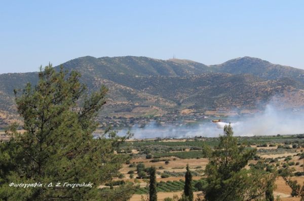 Συναγερμός στους Γόννους: Μεγάλη φωτιά κατακαίει ελαιόδεντρα και καλλιέργειες – Επιχειρούν και Καναντέρ