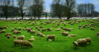 Στο Φ.Ε.Κ. η υπουργική απόφαση για την ενίσχυση των κτηνοτρόφων με 89 εκατ. ευρώ για την αγορά ζωοτροφών