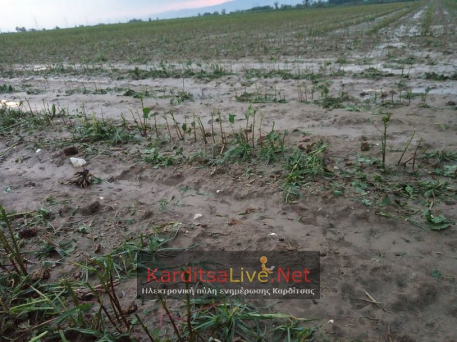Π.Ε. Καρδίτσας: Περισσότερα από 70.000 στρέμματα καλλιεργειών κατέστρεψαν το χαλάζι και η δυνατή βροχόπτωση (+Φώτο)