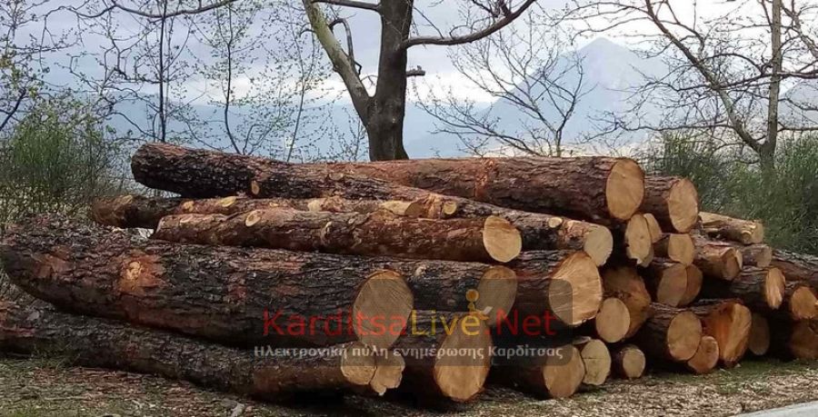 Πευκόφυτο με λιγότερα… πεύκα! (+Φωτο)