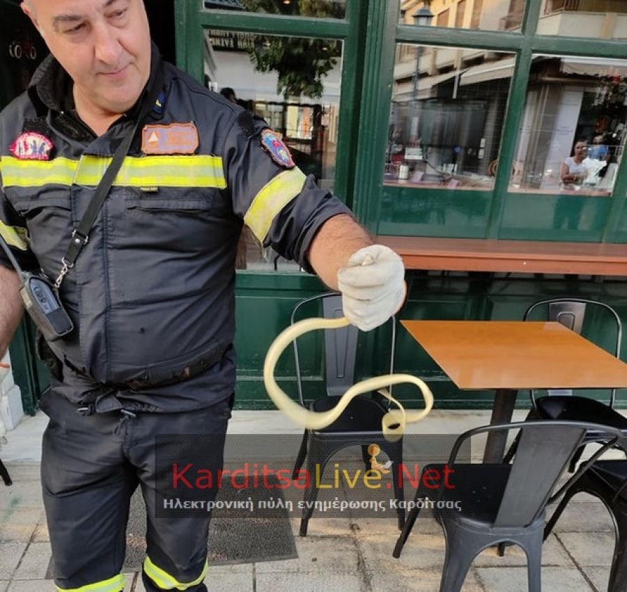 «Απρόσκλητος επισκέπτης» σε κατάστημα της Δημοτικής Αγοράς Καρδίτσας (+Φώτο)