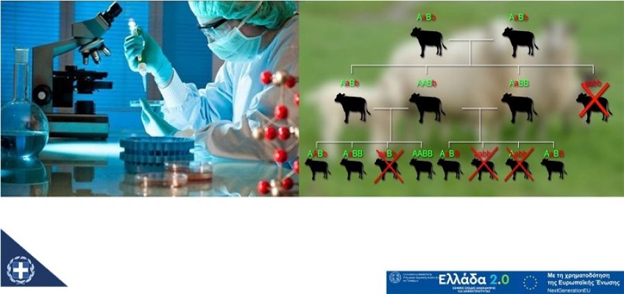 Μετάθεση της ημερομηνίας έναρξης υποβολής αιτήσεων ενίσχυσης στο υποέργο Γενετική Βελτίωση Ζώων