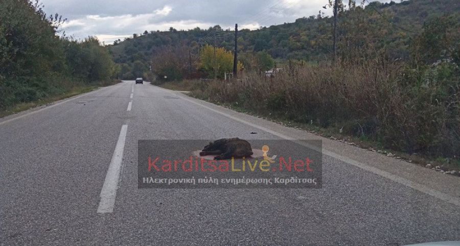 Σύγκρουση αυτοκινήτου με αγριογούρουνο το καταμεσήμερο της Πέμπτης στην Επ.Ο. Καρδίτσας - Μουζακίου