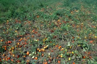Ζημιές σε 10.000 στρέμματα καλλιεργειών στο Δήμο Παλαμά - Την Παρασκευή (26/8) κλιμάκιο του ΕΛΓΑ