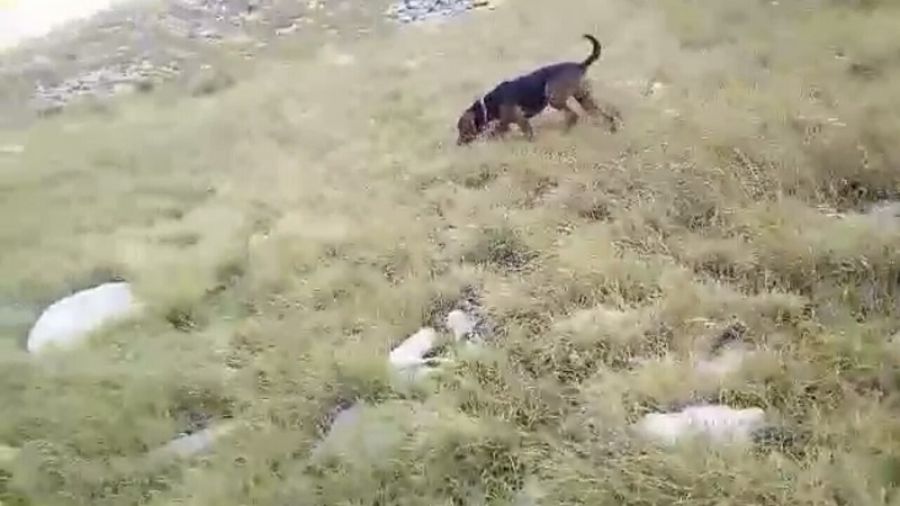 Αναζητούνται δύο κυνηγόσκυλα στην περιοχή της Λίμνης Πλαστήρα