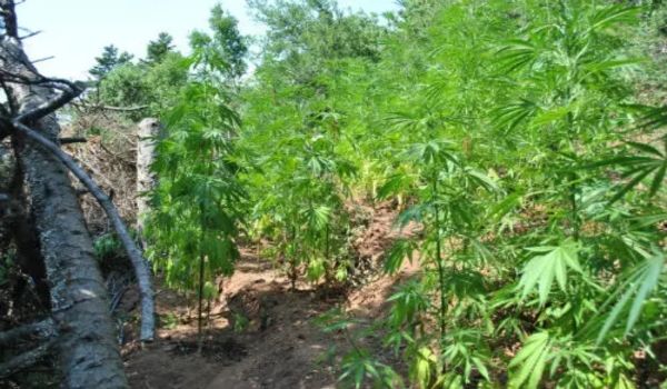 Μεγάλη φυτεία κάνναβης εντοπίστηκε στον Όλυμπο