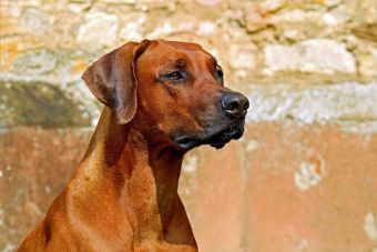 Παρέμβαση του Δ. Σοφάδων μετά από καταγγελία πολίτη για επιθέσεις από αδέσποτους σκύλους στη Ματαράγκα