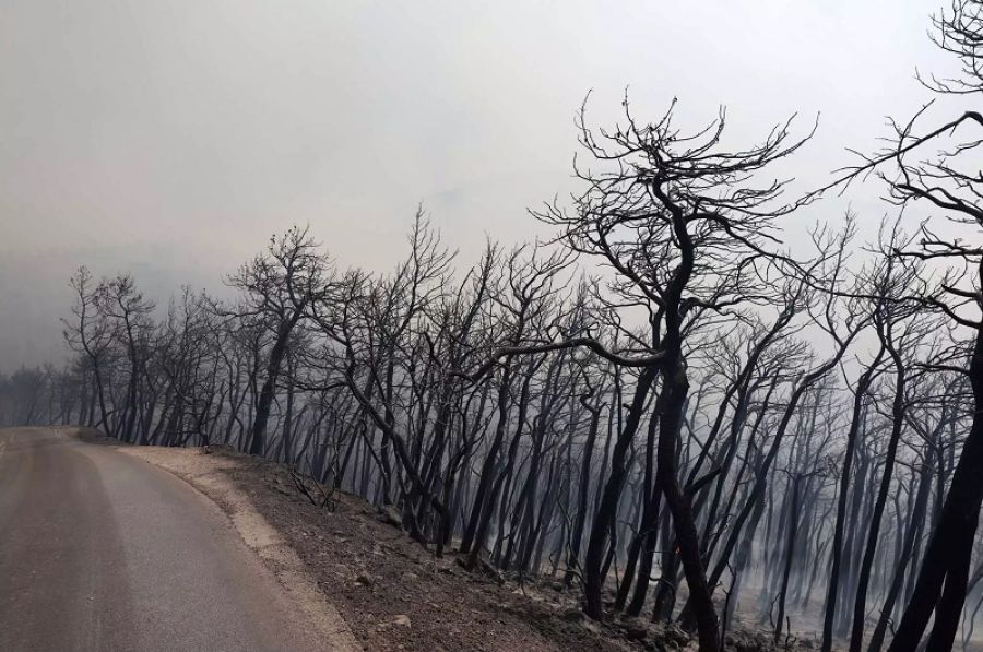 Πώς τα μεσογειακά δάση ξαναγεννιούνται από τις στάχτες τους