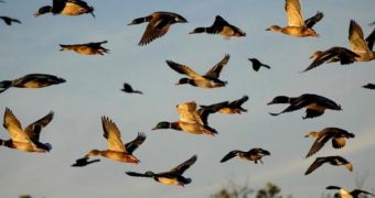 Δ.Α.Ο.Κ. Καρδίτσας: Συλλογή δειγμάτων άγριων πτηνών από κυνηγούς, φύλακες θήρας και μέλη περιβαλλοντικών οργανώσεων