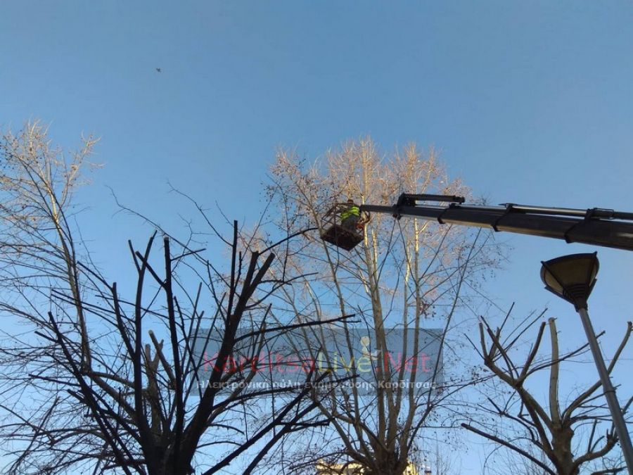 Κλαδεύτηκαν και τα τελευταία δέντρα στην κεντρική πλατεία της Καρδίτσας (+Φώτο +Βίντεο)