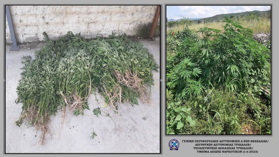 Φυτεία κάνναβης εντοπίστηκε από την αστυνομία στο Δήμο Μετεώρων