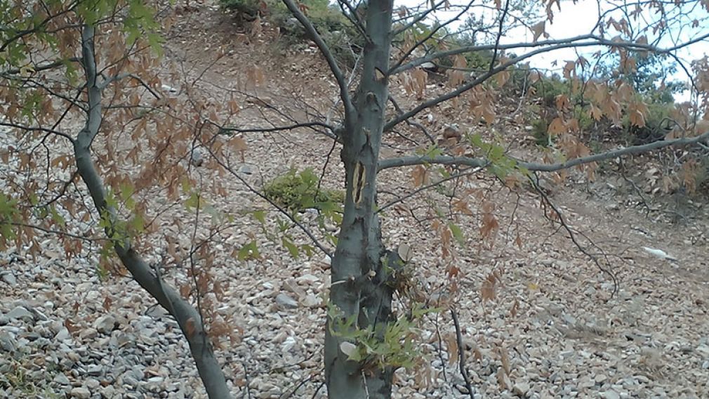 Κώδωνας κινδύνου από το Δήμο Αργιθέας για την εξάπλωση της ασθένειας του μεταχρωματικού έλκους του πλατάνου