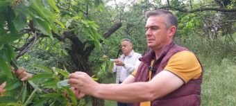 Επιτυχής εξαπόλυση του ωφέλιμου εντόμου Torymus sinensis για την αντιμετώπιση της σφήκας της καστανιάς από την Περιφέρεια Θεσσαλίας