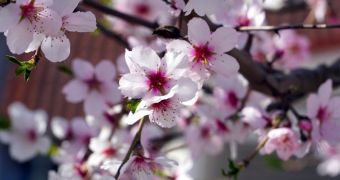 Συνεχίζεται η εμφάνιση εντομολογικών εχθρών σε αμυγδαλιές της Κεντρικής Ελλάδας
