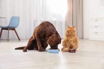 Μπορεί μία γάτα να τρώει σκυλοτροφή;