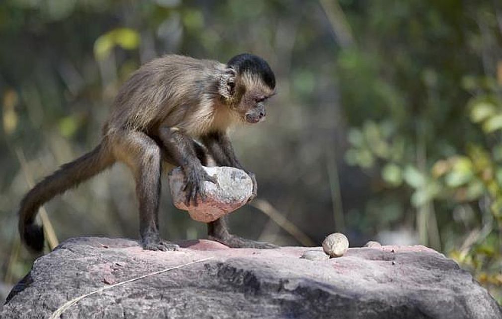 Μαϊμού μπήκε σε σπίτι στην Ινδία, άρπαξε βρέφος και το σκότωσε