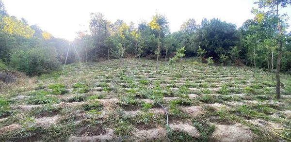 Φυτεία με πάνω από 2.800 δενδρύλλια κάνναβης εντοπίστηκε σε ημιορεινή περιοχή της Λάρισας