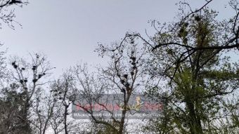 Δημ. Παπούλιας: Ο καιρός θα καθορίσει τις επεμβάσεις για τα κορακοειδή στο Παυσίλυπο - Έρχεται και ιερακοθηρία