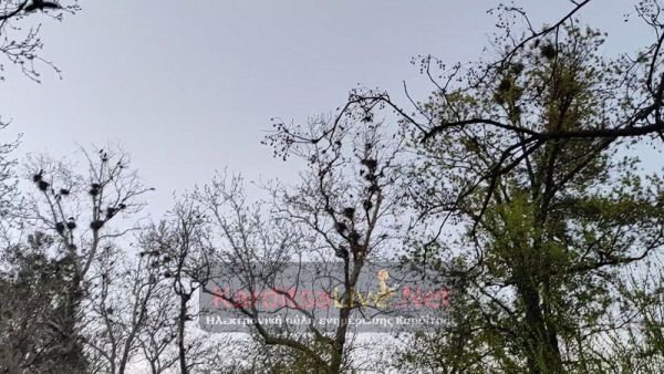 Δημ. Παπούλιας: Ο καιρός θα καθορίσει τις επεμβάσεις για τα κορακοειδή στο Παυσίλυπο - Έρχεται και ιερακοθηρία