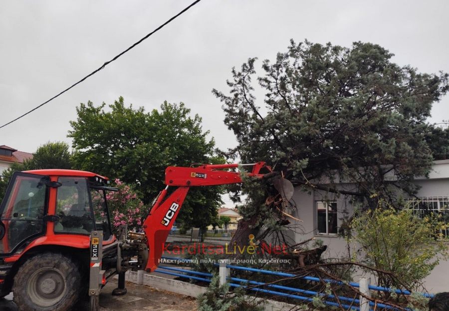 Ζημιές από πτώσεις δέντρων στο Δήμο Παλαμά - Ζημιές και σε καλλιέργειες καλαμποκιού (+Φωτο)