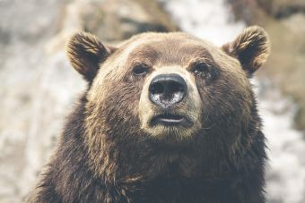 Επίθεση από αρκούδα δέχθηκε κυνηγός στην Κοζάνη - Τον τραυμάτισε στο πόδι