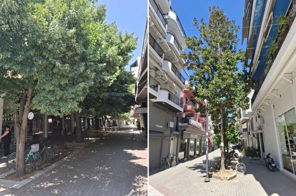 "Η προστασία του αστικού πρασίνου μας αφορά όλους. Καταστροφική η απομάκρυνση ώριμων δέντρων από το κέντρο της πόλης"