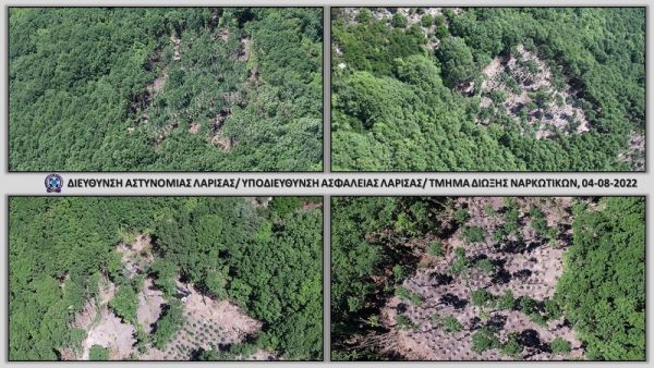 Εντοπίστηκαν τρεις μεγάλες φυτείες κάνναβης στην περιοχή της Αγιάς (+Φώτο)