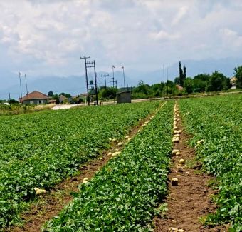 Αυτοψία Νούσιου σε πληγείσες καλλιέργειες πεπονιών στο Δήμο Παλαμά