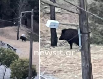 Θεσσαλονίκη: Αγριογούρουνο έκοβε βόλτες στο δρόμο