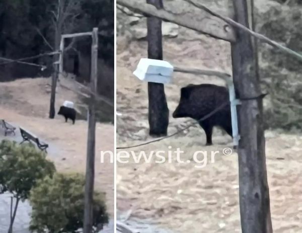 Θεσσαλονίκη: Αγριογούρουνο έκοβε βόλτες στο δρόμο