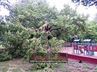 Έπεσαν δέντρα στο πάρκο του Παυσιλύπου και σε άλλα σημεία της πόλης (+Φώτο +Βίντεο)