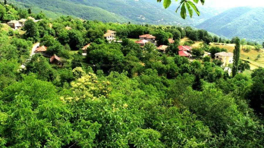 Αρκούδα επιτέθηκε σε βοσκό στη Δυτική Φθιώτιδα!