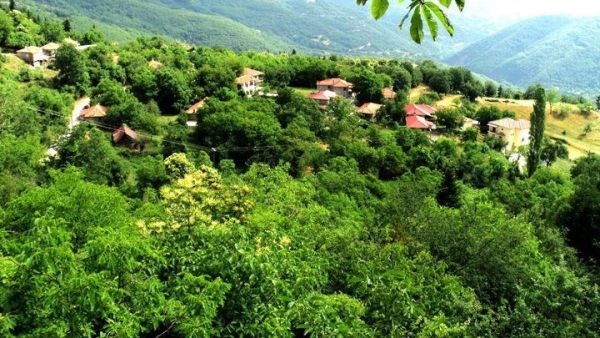 Αρκούδα επιτέθηκε σε βοσκό στη Δυτική Φθιώτιδα!