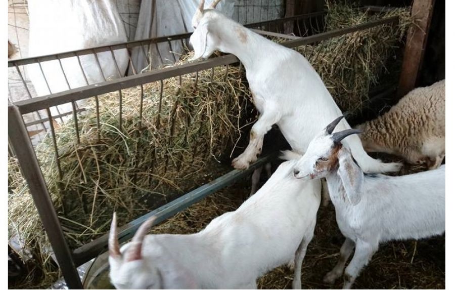 Αγωνιούν οι κτηνοτρόφοι της Δυτ. Θεσσαλίας για τη ζήτηση και την τιμή των αμνοεριφίων
