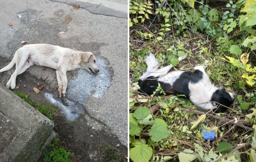 Άγνωστο άτομο φέρεται να δηλητηρίασε σκύλους στο Αγναντερό