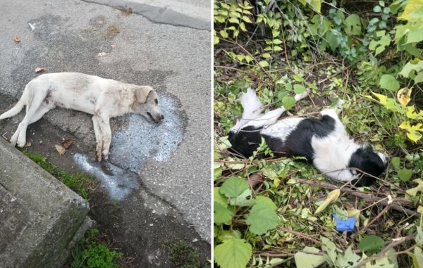 Άγνωστο άτομο φέρεται να δηλητηρίασε σκύλους στο Αγναντερό