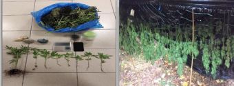 Συνελήφθη αλλοδαπός στο Βόλο για καλλιέργεια και διακίνηση κάνναβης