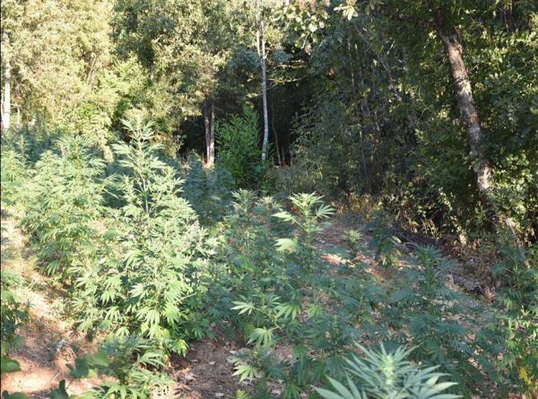 Εντοπίστηκε τεράστια φυτεία δενδρυλλίων κάνναβης σε ορεινή και δύσβατη περιοχή της Καρδίτσας (+Φωτο +Βίντεο)