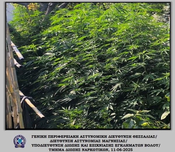 Συνελήφθη άνδρας στον Βόλο για φυτεία κάνναβης μέσα σε οικόπεδο