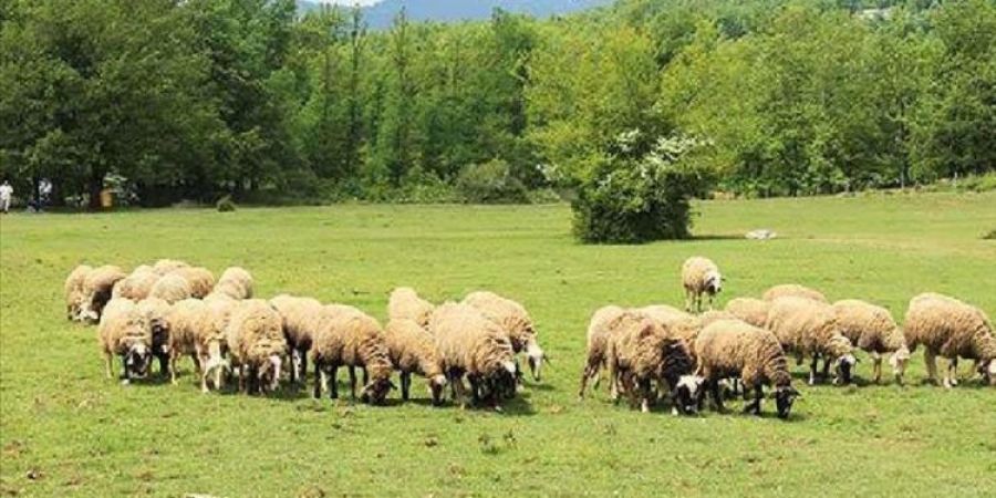 Υπ. Α.Α.Τ.: Ανοίγει η πλατφόρμα των δηλώσεων για την πληρωμή έκτακτης ενίσχυσης 89 εκατ. ευρώ σε κτηνοτρόφους