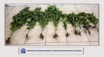 Καρδιτσιώτες καλλιεργούσαν δενδρύλλια κάνναβης σε λαχανόκηπο - Δύο συλλήψεις