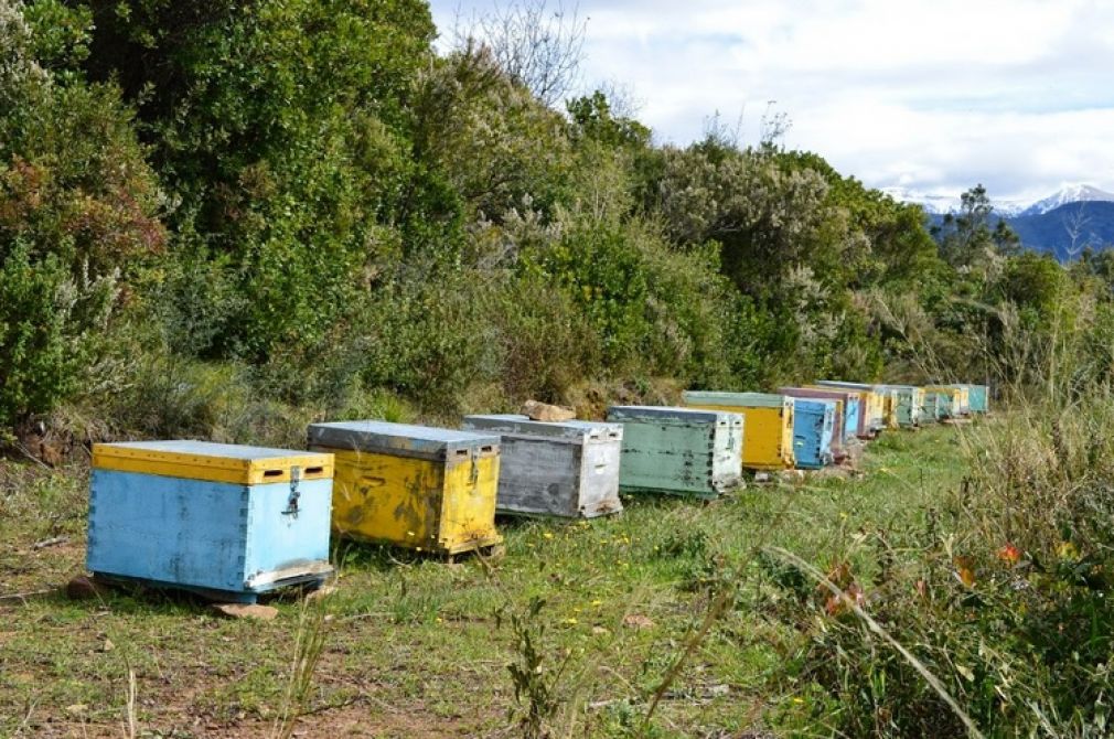 Δικογραφία για κακούργημα σε δύο δράστες για κλοπές κυψελών μελισσών σε Παλαμά και Σοφάδες