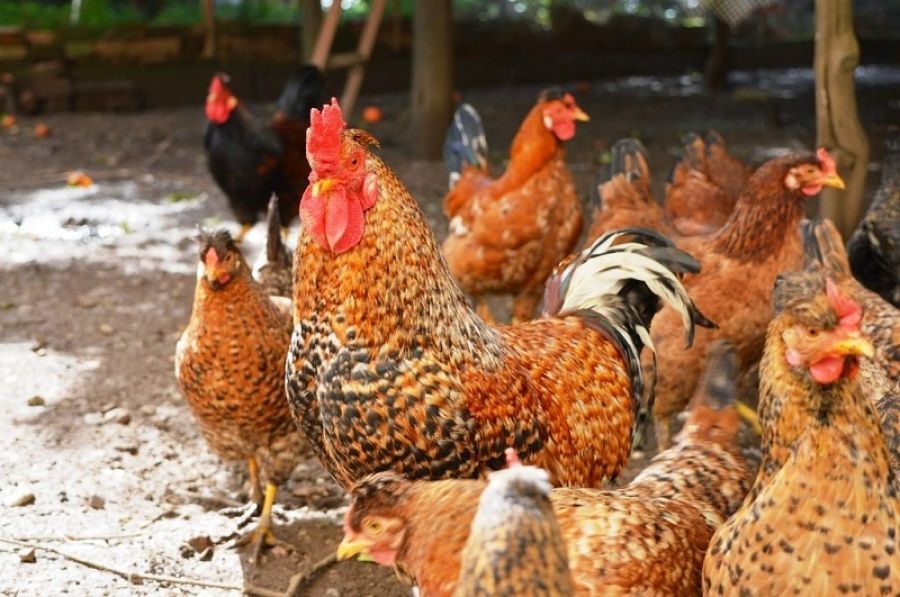Δ/νση Κτηνιατρικής Π. Θεσσαλίας: Οδηγίες προς τους κατόχους οικόσιτων πουλερικών για προστασία από τη Γρίπη των πτηνών