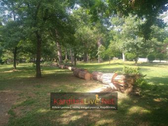 Έλεγχοι για επικίνδυνα δέντρα στην Καρδίτσα και καθαρισμοί σπασμένων κλαδιών (+Φώτο)