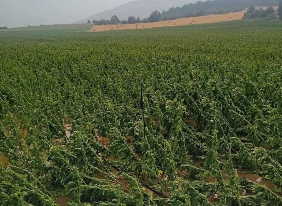 Θεσσαλία: Ολική καταστροφή σε καλλιέργειες καπνού από την ξαφνική κακοκαιρία – Ξεριζωμένα δέντρα και κολώνες στην Εθνική Οδό