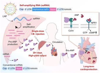 Θεραπεία RNA θα μπορούσε να βοηθήσει την καρδιά να επιδιορθωθεί μόνη της