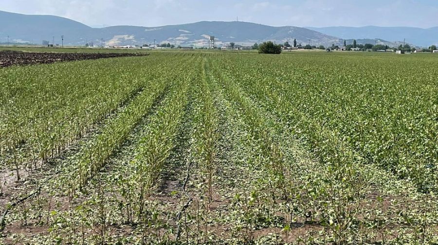 Σε Μάρκο και Καλυβάκια Παλαμά ο Κ. Αγοραστός για τις ζημιές στις καλλιέργειες - Μεγάλες ζημιές επίσης σε Δαμάσι και Φάρσαλα