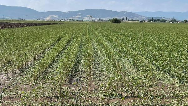 Σε Μάρκο και Καλυβάκια Παλαμά ο Κ. Αγοραστός για τις ζημιές στις καλλιέργειες - Μεγάλες ζημιές επίσης σε Δαμάσι και Φάρσαλα