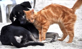 Κτηνιατρικός Σύλλογος Καρδίτσας: Ανοιχτά τα κτηνιατρεία κατά το lock down